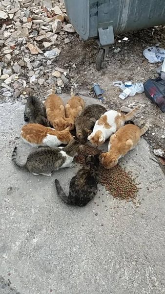 Mehr über den Artikel erfahren Kastrationen für Katzenpopulationen dringend benötigt!