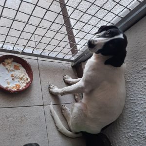 3_dog_NN_male