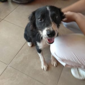4_dog_Kira_female