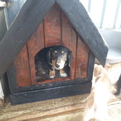 Hundehütten