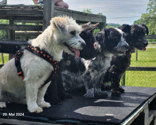 Ivy_and friends