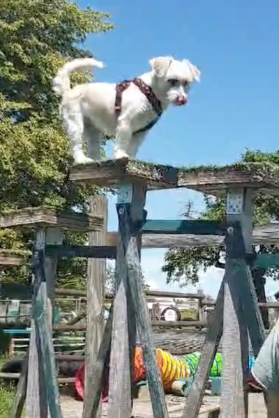 Ivy_on Top