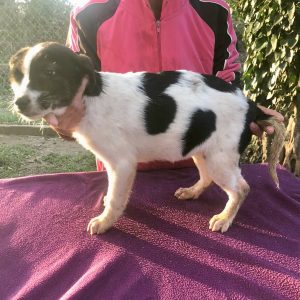 Marley_Puppy_C_girl2 (1)
