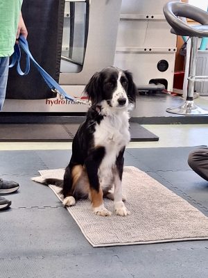 Oreo_Physio_1 (1)