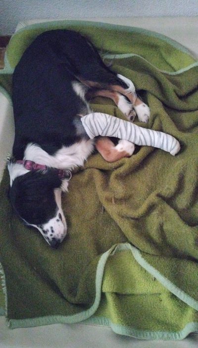 Oreo_neuer Verband