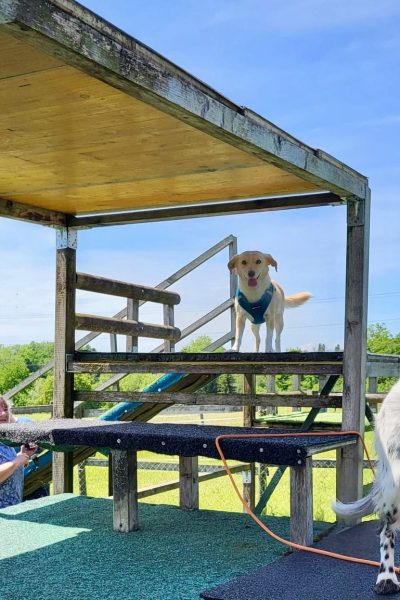 Pearl hoch hinaus (1)