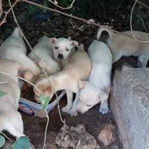 T-Puppies1